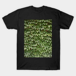 Boston Ivy T-Shirt